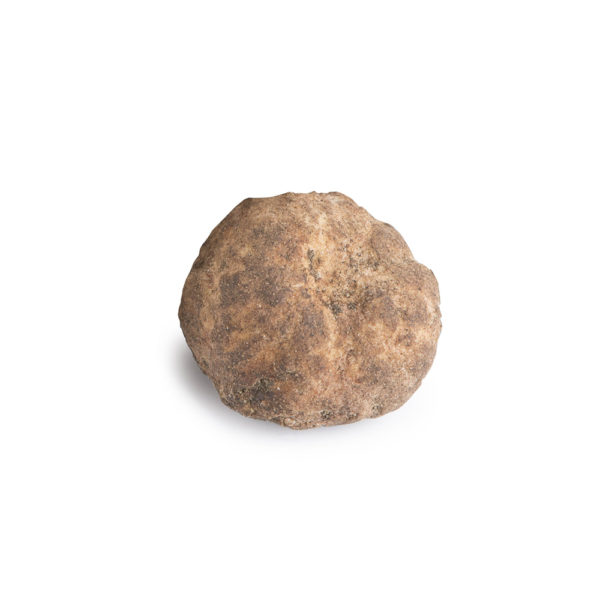 Truffe Bianchetto (Tuber Albidum Pico)