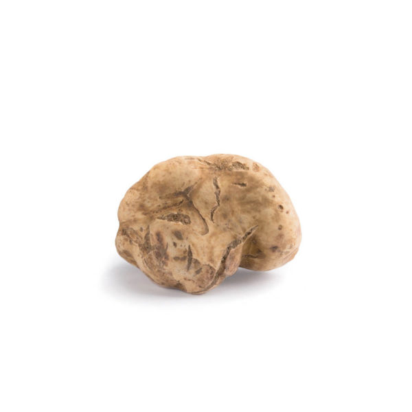 Truffe Blanche (Tuber Magnatum Pico)